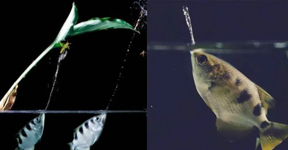 Archerfish that hunt for water